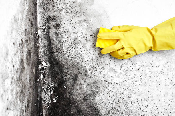 Best Office Mold Removal Services  in Running Springs, CA