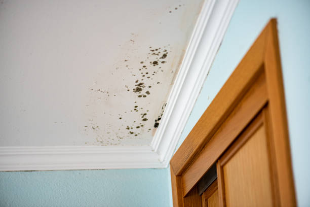 Best Certified Mold Removal  in Running Springs, CA