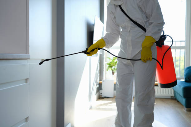 Reliable Running Springs, CA Mold Removal Solutions