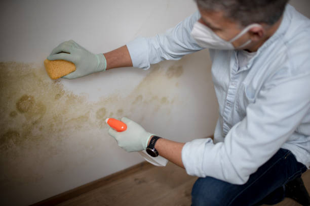Best Crawl Space Mold Removal  in Running Springs, CA