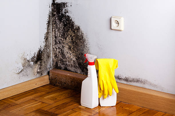 Best Professional Mold Removal  in Running Springs, CA