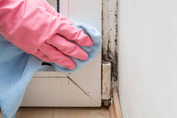 Best Black Mold Removal  in Running Springs, CA