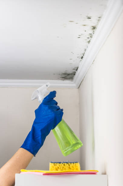 Best Attic Mold Removal  in Running Springs, CA